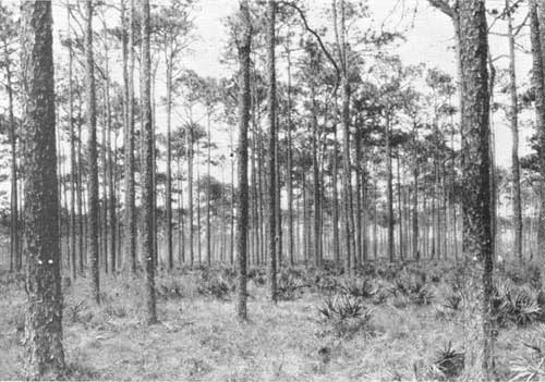 Longleaf Pine