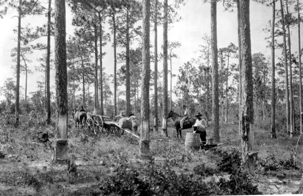 Turpentine workers.